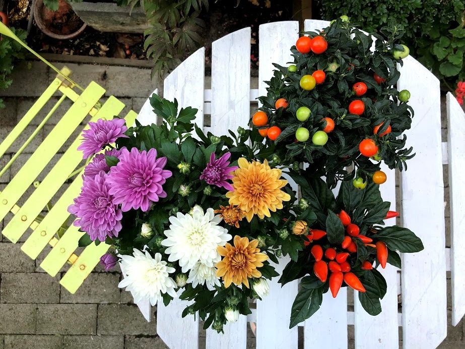 FLORILE CARE DAU CULOARE LUNII SEPTEMBRIE. SFATURI DE LA FLORARIA TRIASFLORILE CARE DAU CULOARE LUNII SEPTEMBRIE. SFATURI DE LA FLORARIA TRIASFLORILE CARE DAU CULOARE LUNII SEPTEMBRIE. SFATURI DE LA FLORARIA TRIASFLORILE CARE DAU CULOARE LUNII SEPTEMBRIE. SFATURI DE LA FLORARIA TRIASFLORILE CARE DAU CULOARE LUNII SEPTEMBRIE. SFATURI DE LA FLORARIA TRIAS