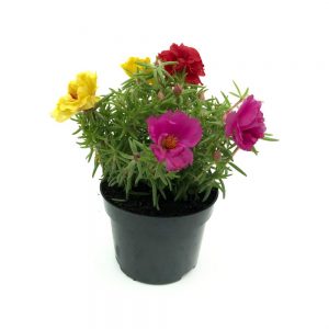 Portulaca extra - Flori de piatra
