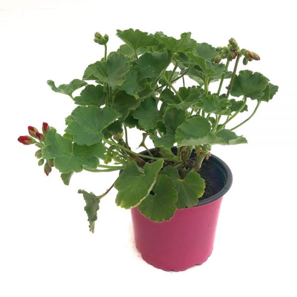 Muscate Zonale fara floare