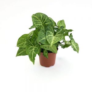 Syngonium Arrow