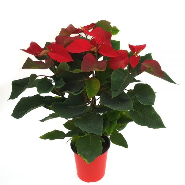 Craciunita - Euphorbia Steaua de Crăciun