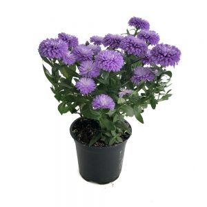 Aster victoria