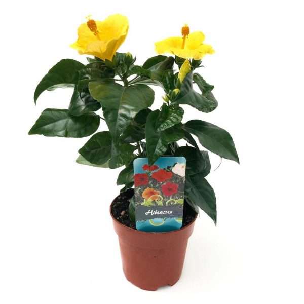 Hibiscus extra