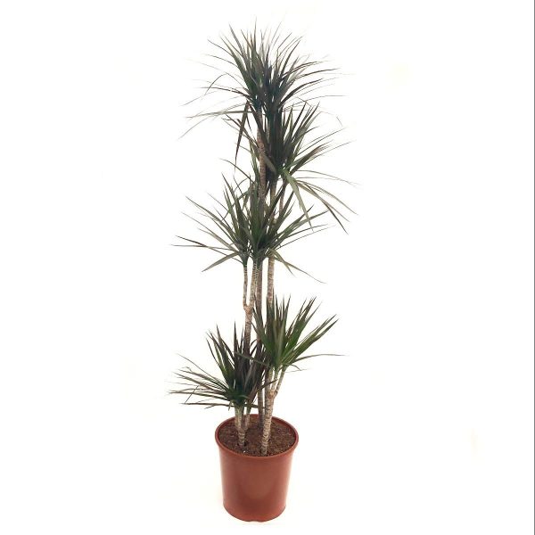 Dracaena Marginata 5 tulpini