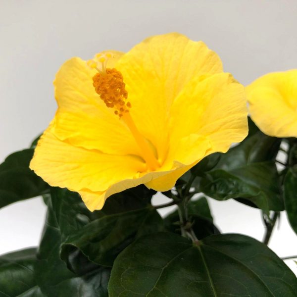 Hibiscus extra - imagine 2