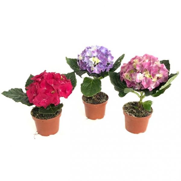 Hortensia ghiveci D9 cm