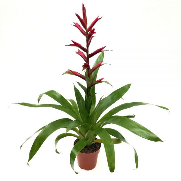 Aechmea cu floare rosie - imagine 7