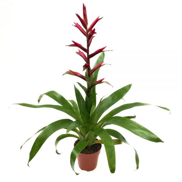 Aechmea cu floare rosie
