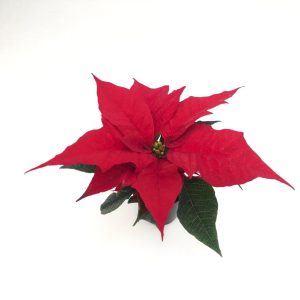 Ghiveci Santino Arte - rosu-alb 2 litri (16.5cm) - imagine 6