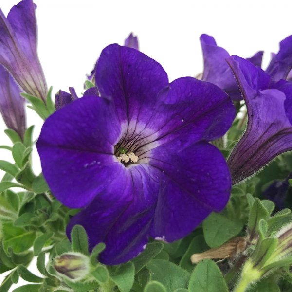 Petunia - Surfinia in ghiveci - imagine 7