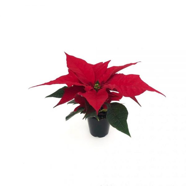 Craciunita mini - Euphorbia Steaua de Crăciun