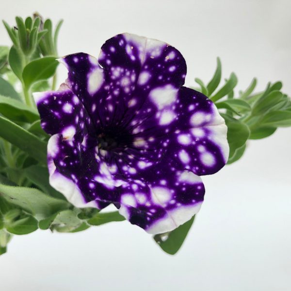 Petunia - Surfinia in ghiveci - imagine 8