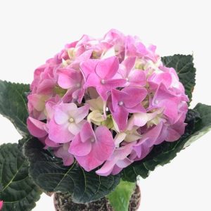 Hortensia ghiveci D9 cm - imagine 2