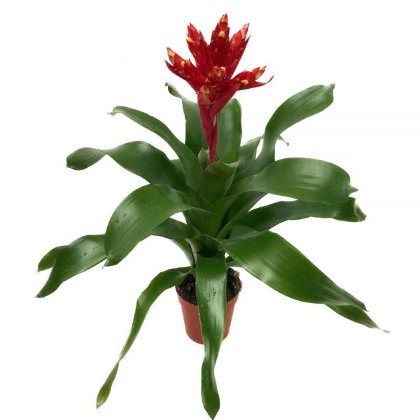 Aechmea cu floare rosie - imagine 6