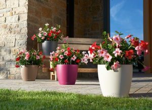 Lechuza Classico Color - All in One Set - Alb 21 cm - imagine 2