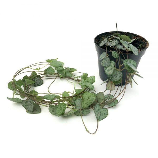 Ceropegia Woodii