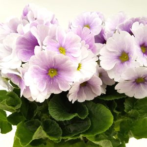 Primula obconica - imagine 6