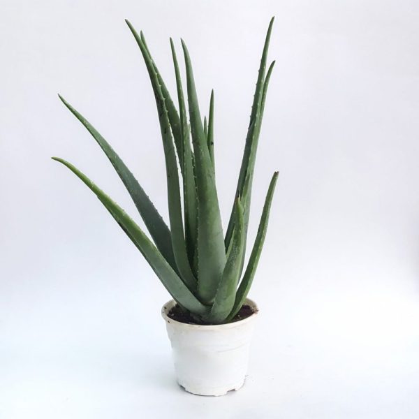 Aloe Vera adulta 6-7 ani