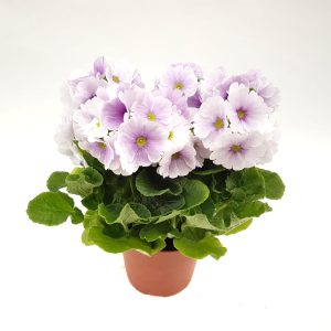 Primula obconica - imagine 5
