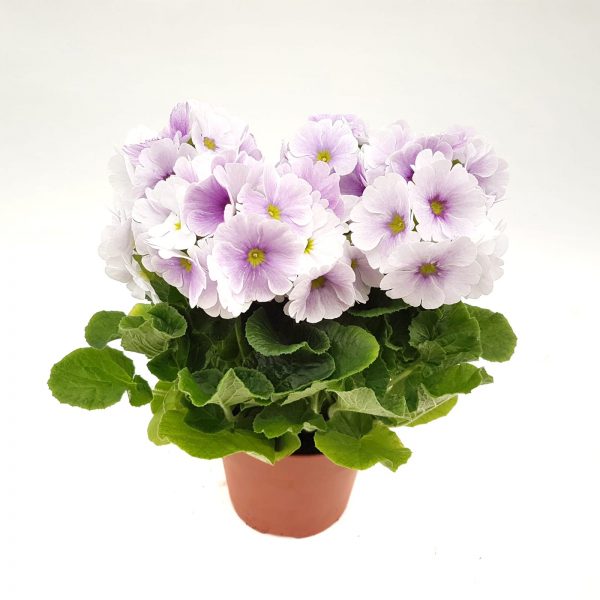 Primula obconica - imagine 5