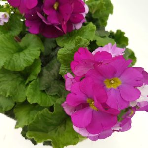 Primula obconica - imagine 7