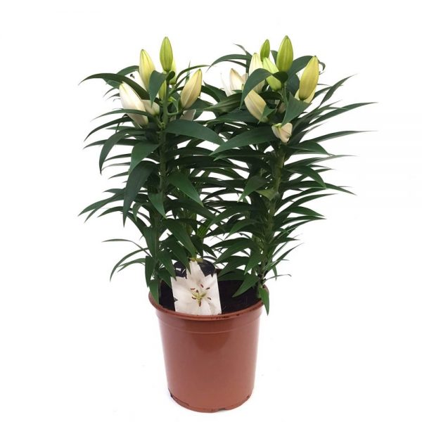 Lilium premium - Crin