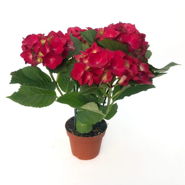 Hortensia ghiveci D12 cm - imagine 2