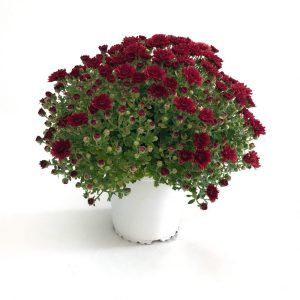 Crizantemă bilă mică în ghiveci, plantă compactă cu flori multicolore de toamnă