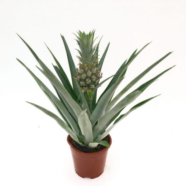 Ananas