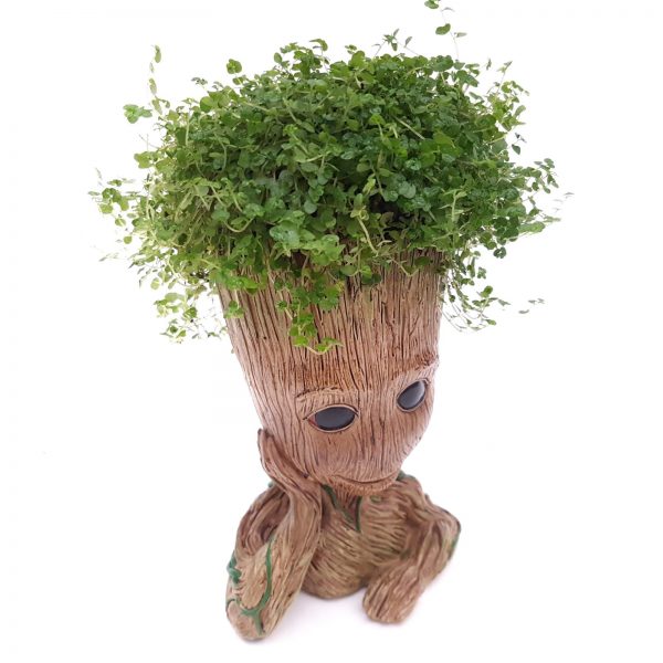Ghiveci compozit decorativ "I am Groot" - imagine 2
