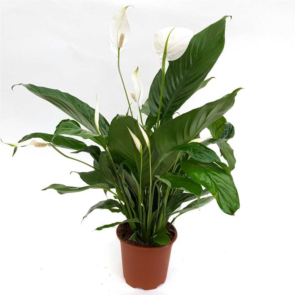 Spathiphyllum
