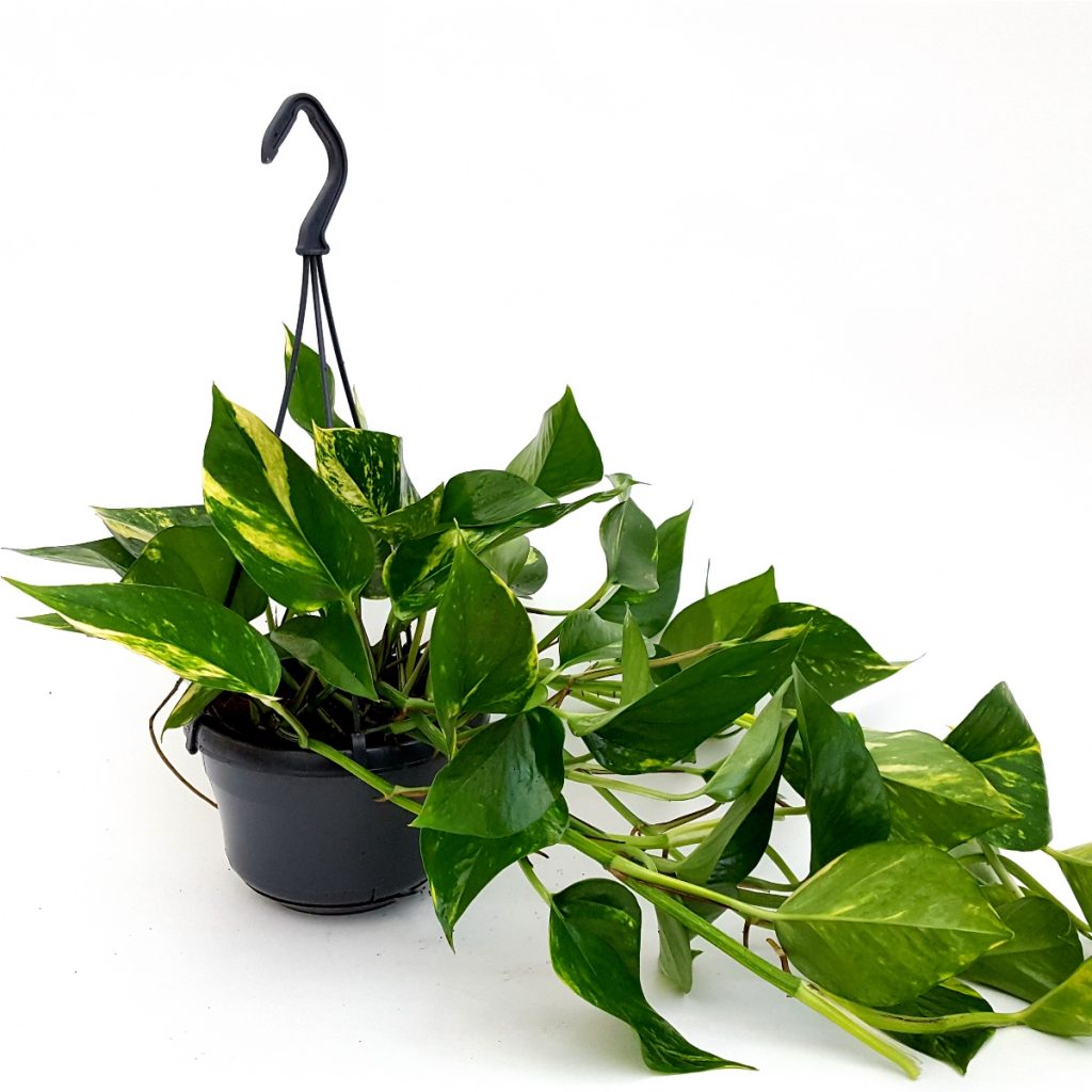 epipremnum aureum