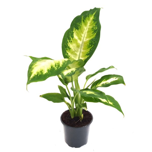 Dieffenbachia Camilla mica