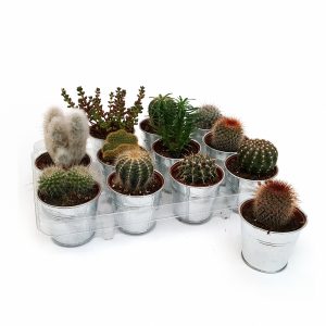 Cactus mixt in zinc