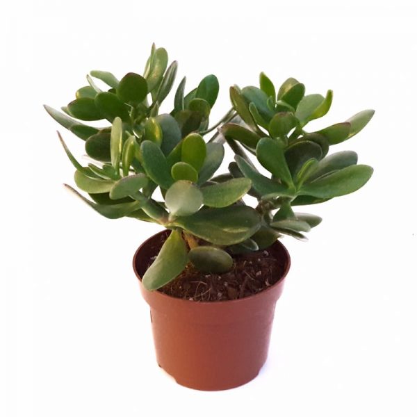 Crassula