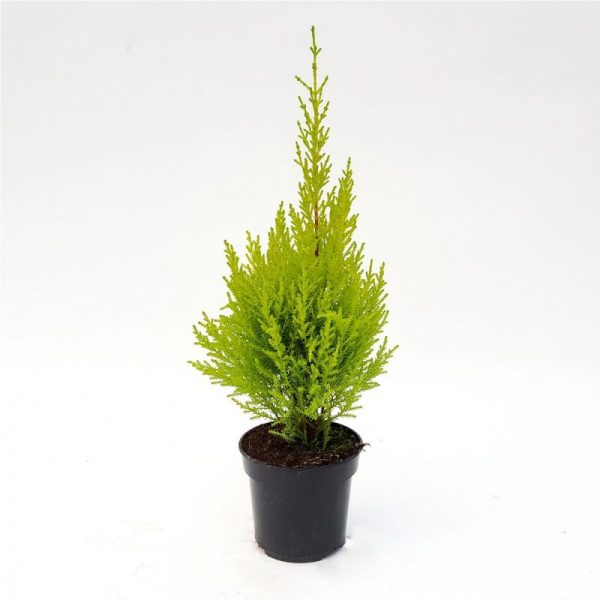 Cupressus Goldcrest Wilma - imagine 2