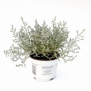 Calocephalus brownii - imagine 2