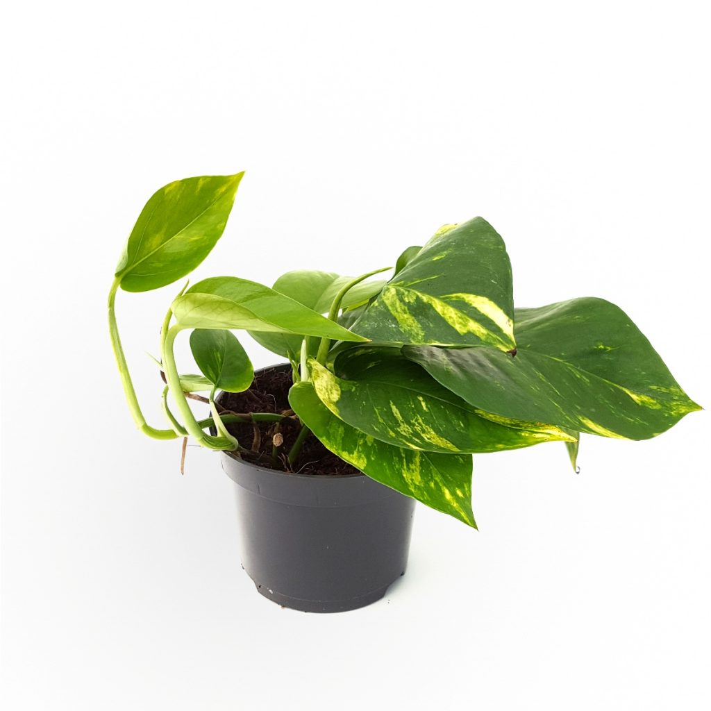 Epipremnum Aureum in ghiveci