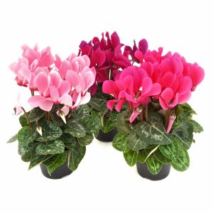 Cyclamen mini - imagine 6
