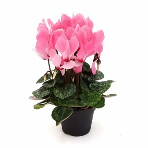 Cyclamen mini - imagine 5
