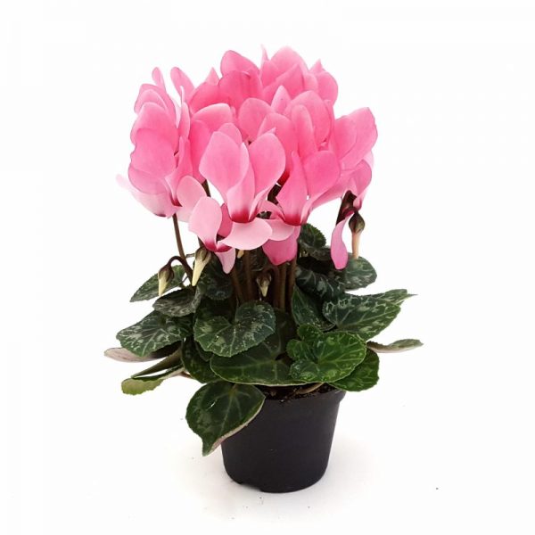 Cyclamen mini - imagine 5