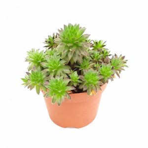 Sempervivum