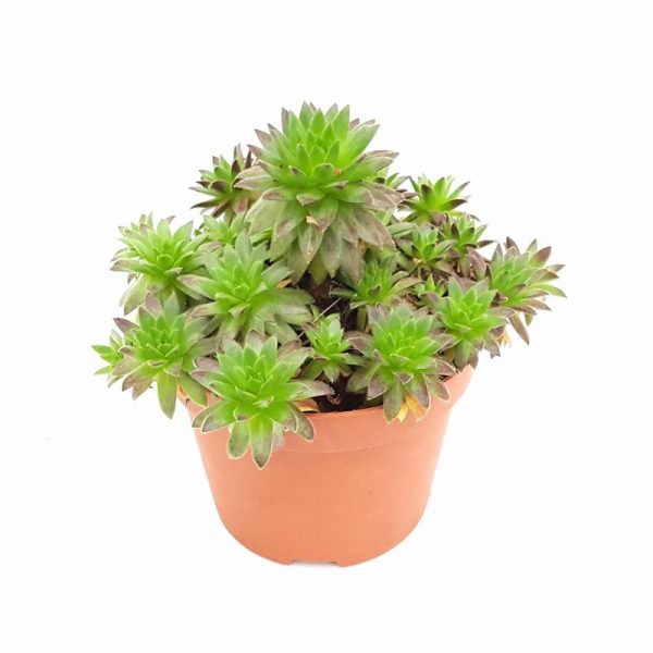Sempervivum