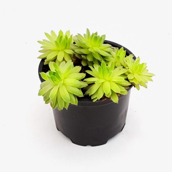 Sempervivum mini