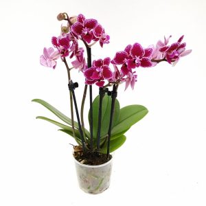 Phalaenopsis - Orhidee Premium - imagine 6