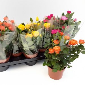 Rosa - Trandafiri in ghiveci
