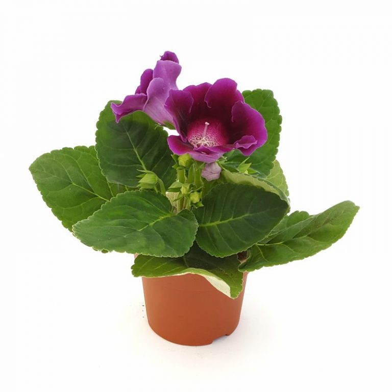 gloxinia