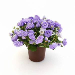Campanula mini - Steaua marinarului