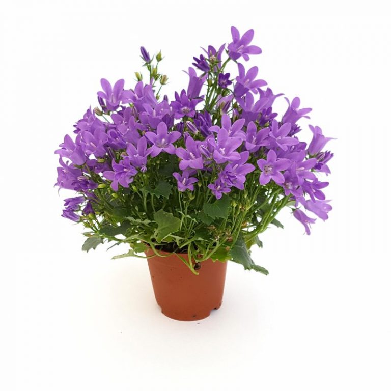 Campanula mini