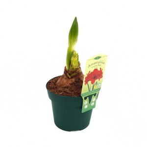 Crinul de camera - Amaryllis Hippeastrum - imagine 4
